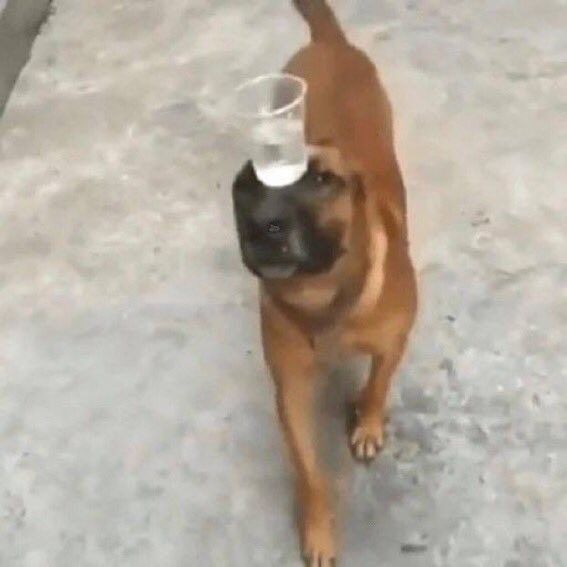 Cachorros são vistos sendo escravizados para carregar copos d'água na região de Sorocaba